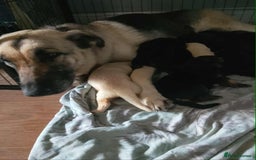 German Shepherd dogs for sale: Beautiful chunky German shepherd pups - Image 2