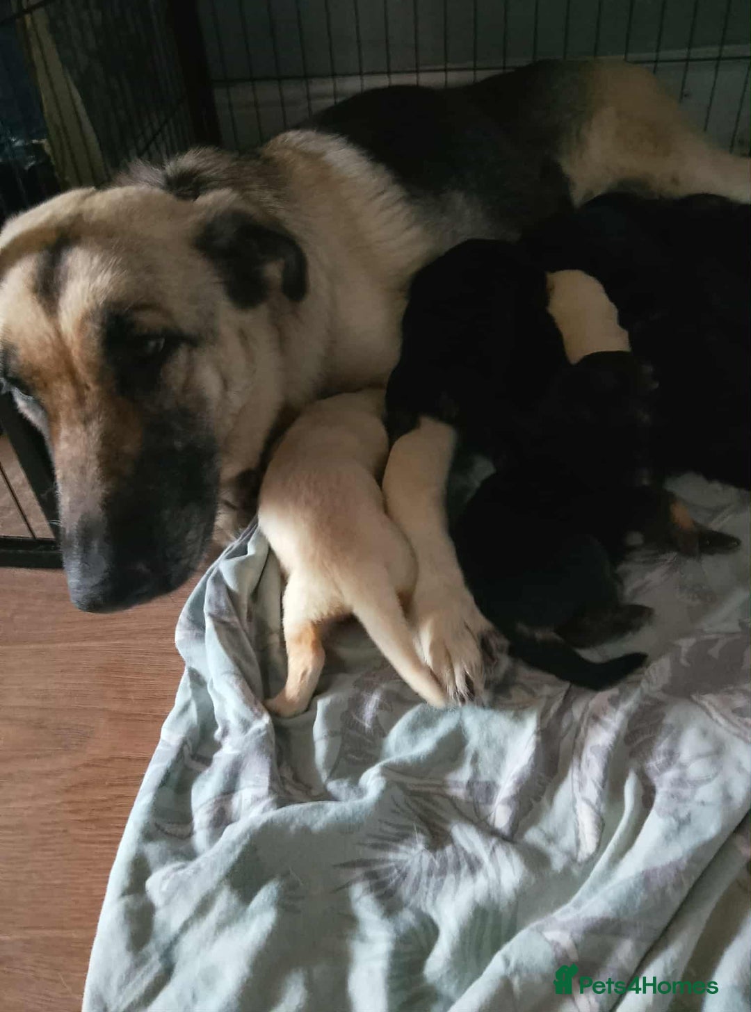 German Shepherd dogs for sale: Beautiful chunky German shepherd pups - Image 2