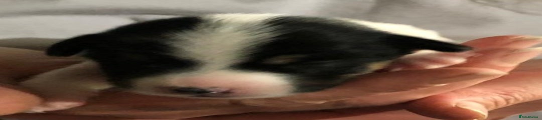 Jack Russell Puppy 3