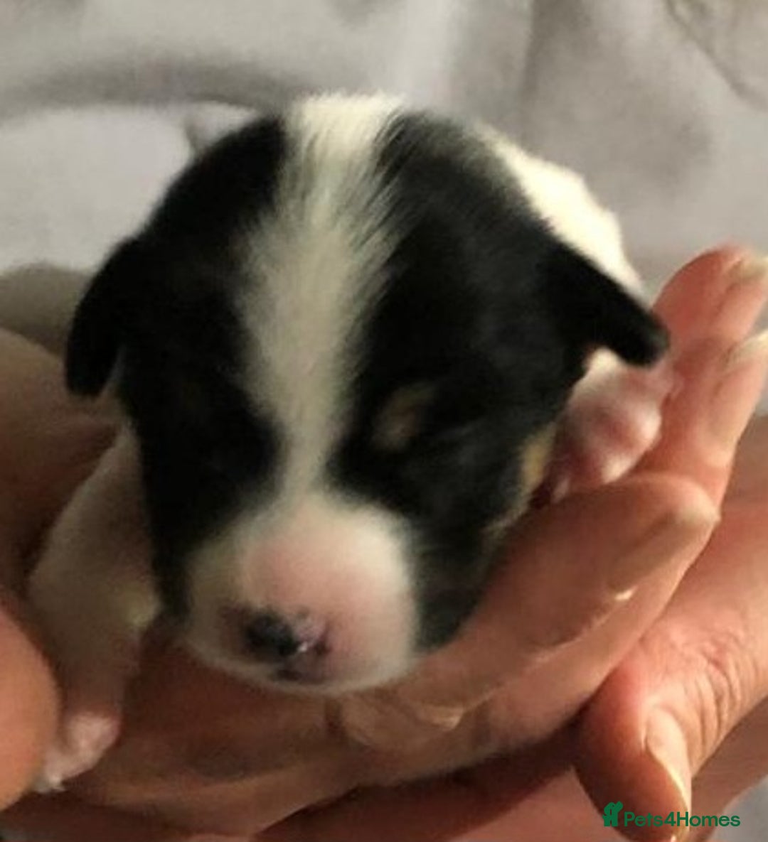 Jack Russell dogs for sale: Jack Russell Terriers - Image 8