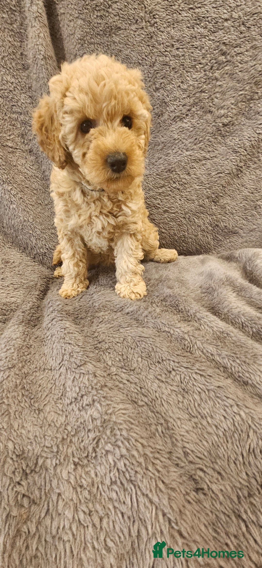 Toy Poodle dogs for sale: Beautiful Toy Poodle Puppies - Advert 12