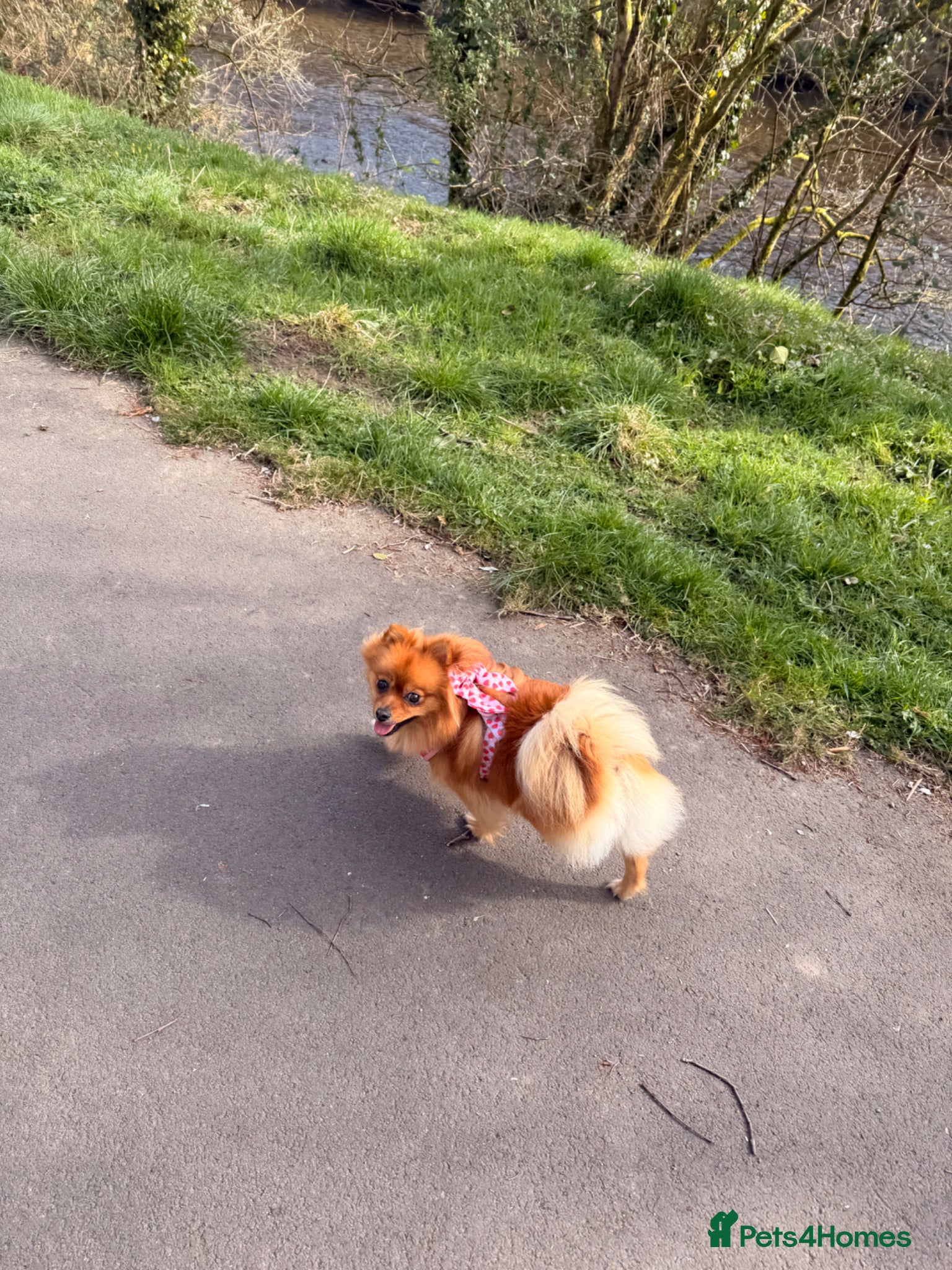 Pomeranian dogs for sale: Looking for her new family - Advert 12