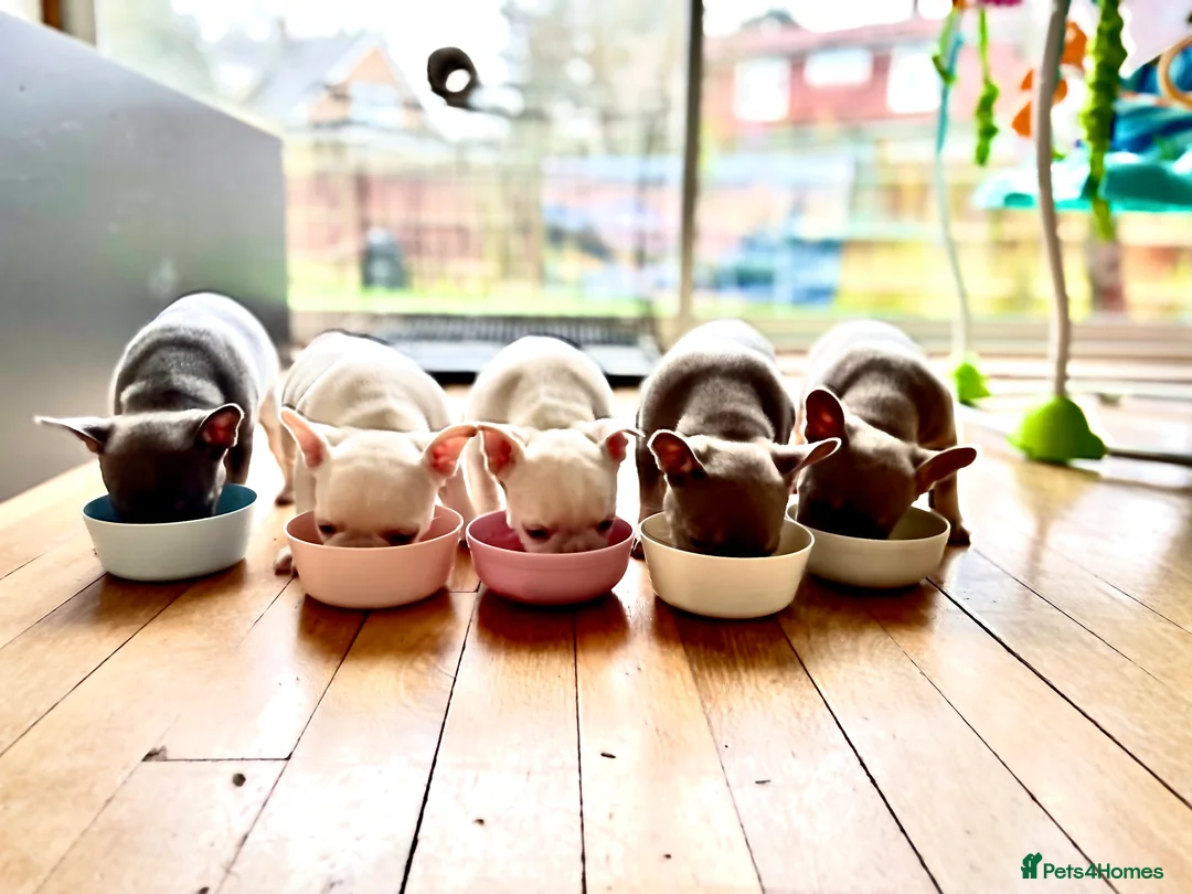 French Bulldog dogs for sale: KC registered new shade French Bulldog puppies - Advert 9