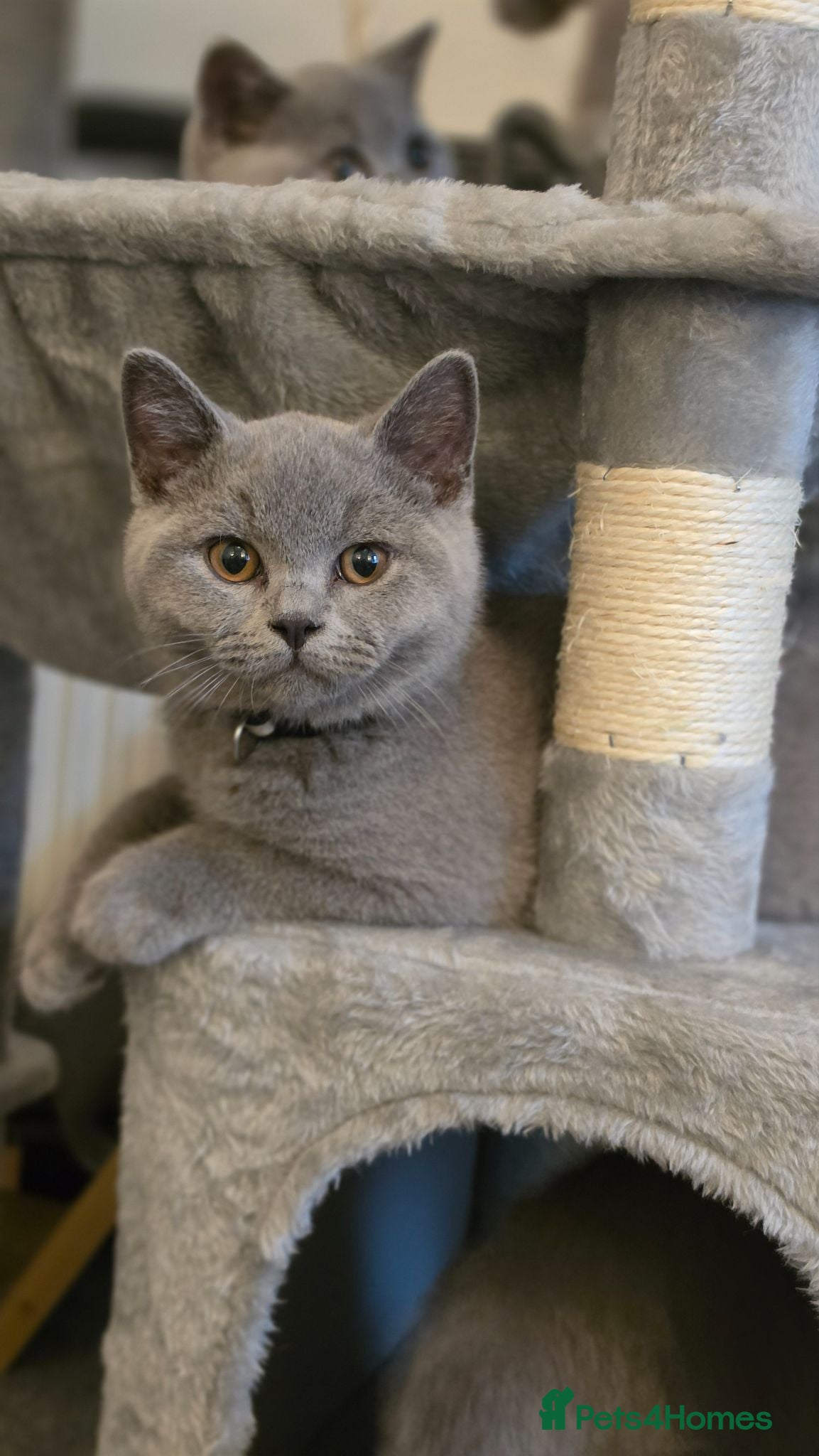 British Shorthair cats ‼️LAST BLUE MALE KITTEN ‼️GCCF ACTIVE‼️ - Advert 1