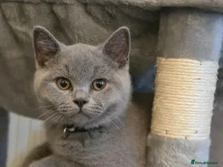 British Shorthair cats ‼️LAST BLUE MALE KITTEN ‼️GCCF ACTIVE‼️ - Advert 1