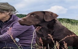 Labrador Retriever dogs for stud: Gorgeous chocolate Labrador  - Image 9