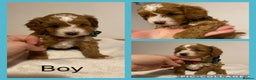 Cavapoo dogs for sale: Toy F1b cavapoos  - Advert 2