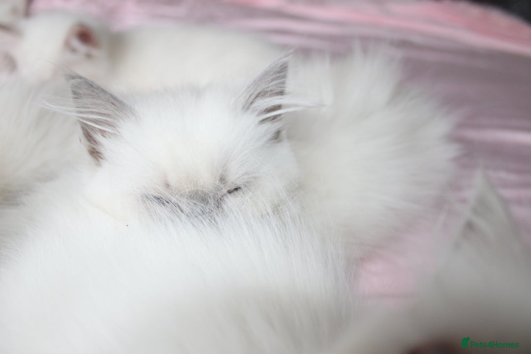 Ragdoll cats for sale: GCCF registered Ragdolls  - Advert 14