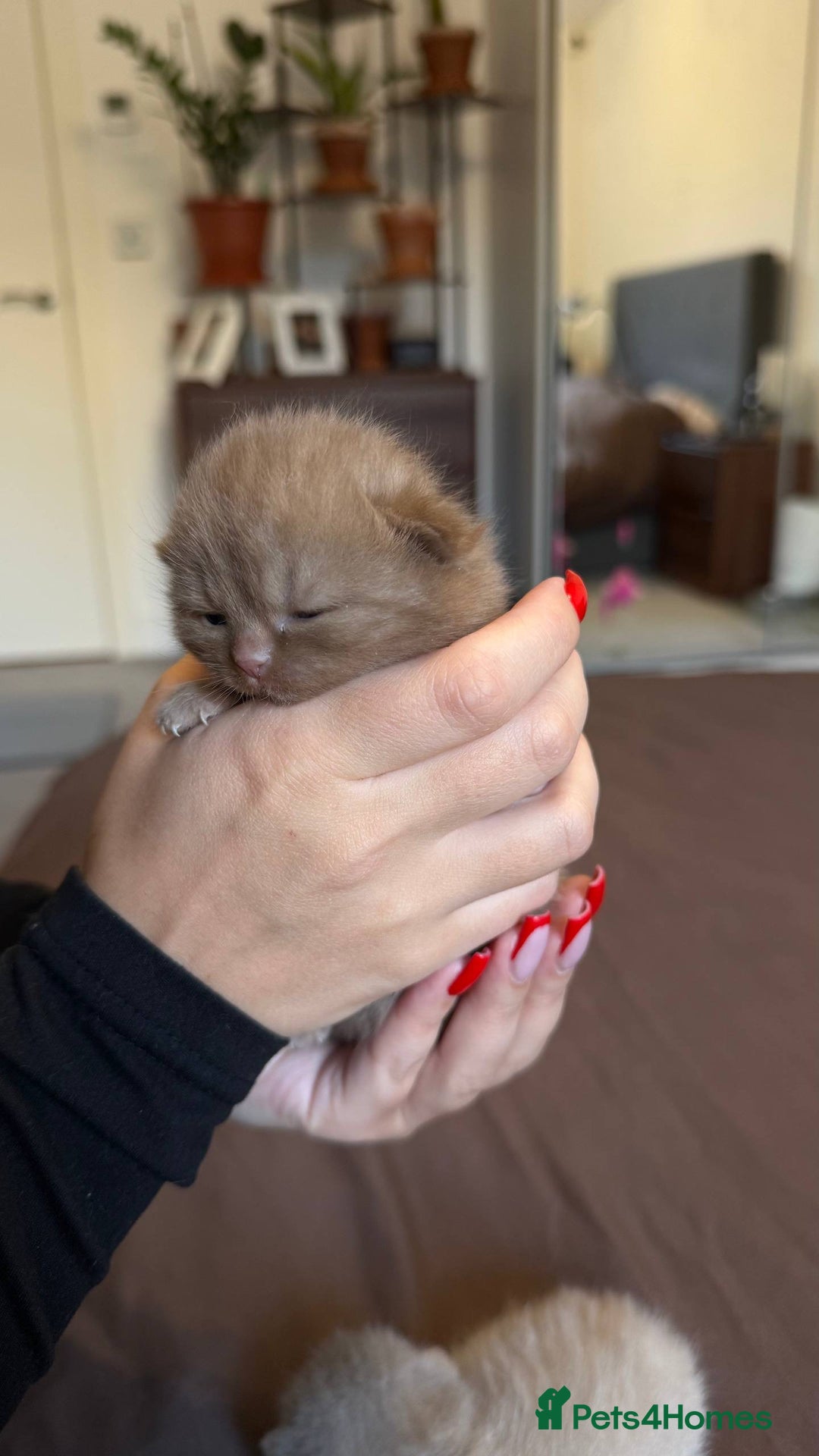 British Shorthair cats for sale: Luxury British Shorthair Kittens | Cinnamon & Fawn - Advert 6