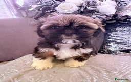 Shih Tzu dogs for sale: 🐶✨ Beautiful Shih Tzu Puppies for Sale! ✨🐶 - Image 5