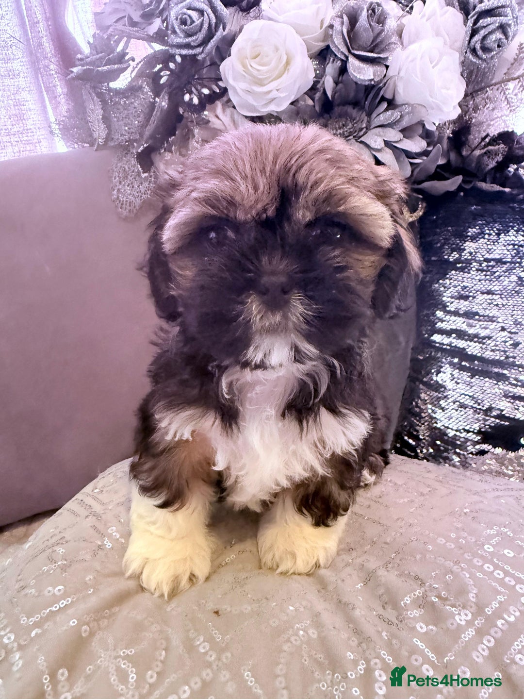 Shih Tzu dogs for sale: 🐶✨ Beautiful Shih Tzu Puppies for Sale! ✨🐶 - Image 5