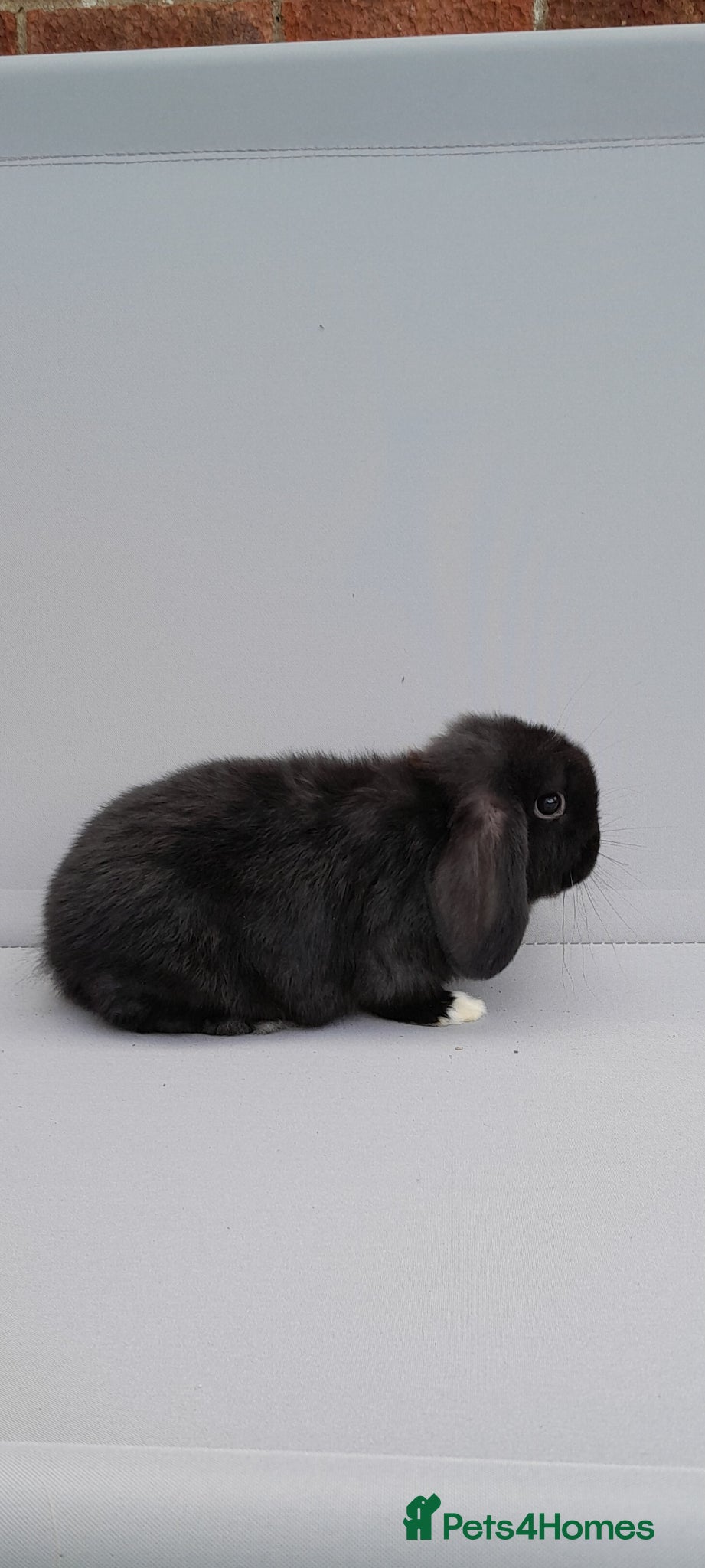 Mini Lop rabbits for sale: Purebred mini lops. Please read full advert  - Advert 2