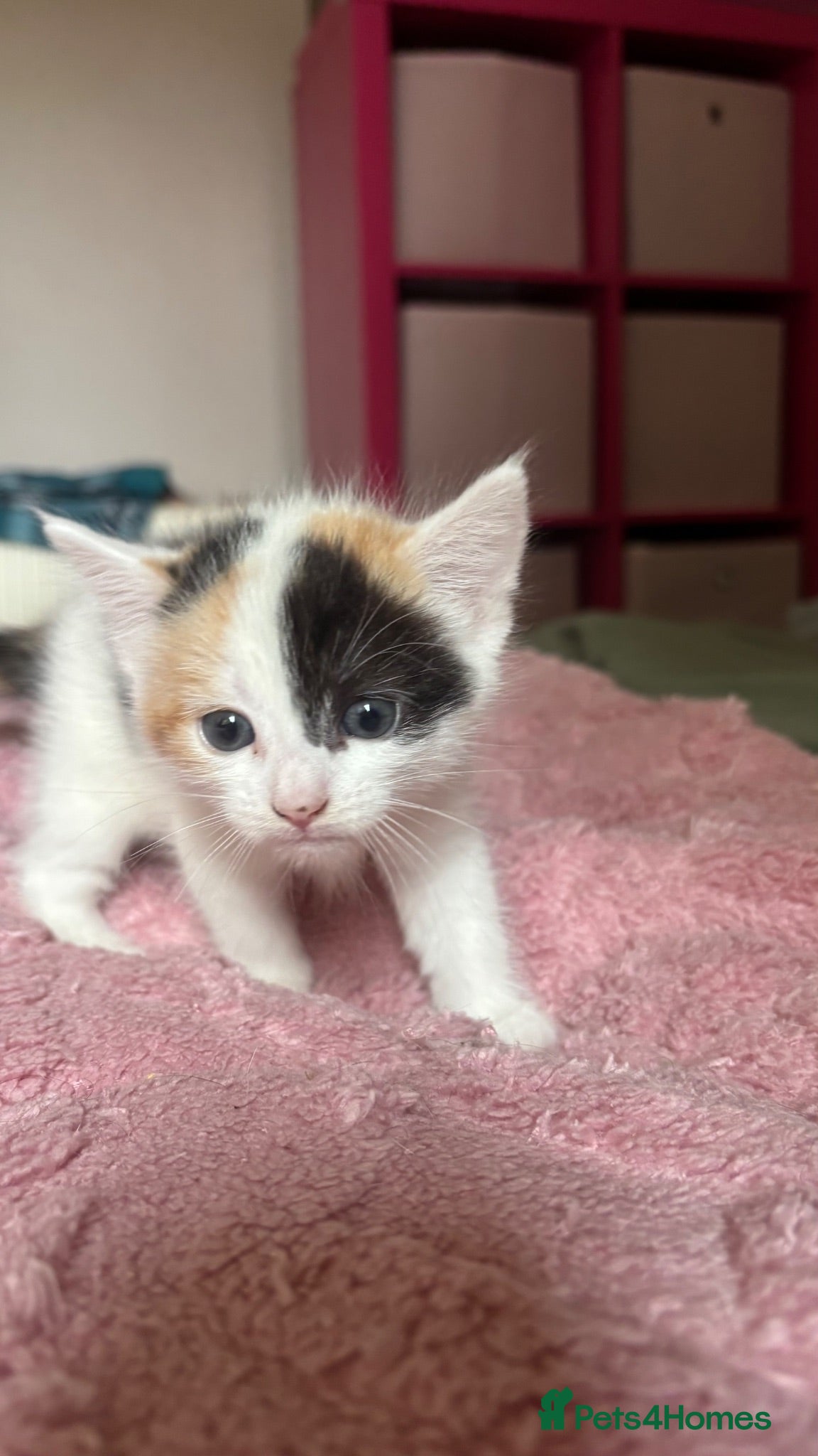 British Shorthair cats 3 Gorgeous little ladies  - Advert 1