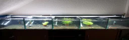 Live Bearers fish for sale: Quality Guppies, Platys, Swords, Mollies, Corys - Advert 2