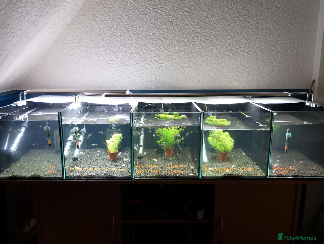 Live Bearers fish for sale: Quality Guppies, Platys, Swords, Mollies, Corys - Advert 2