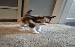 Maine Coon cats for sale: Maine coon cross  - Image 6