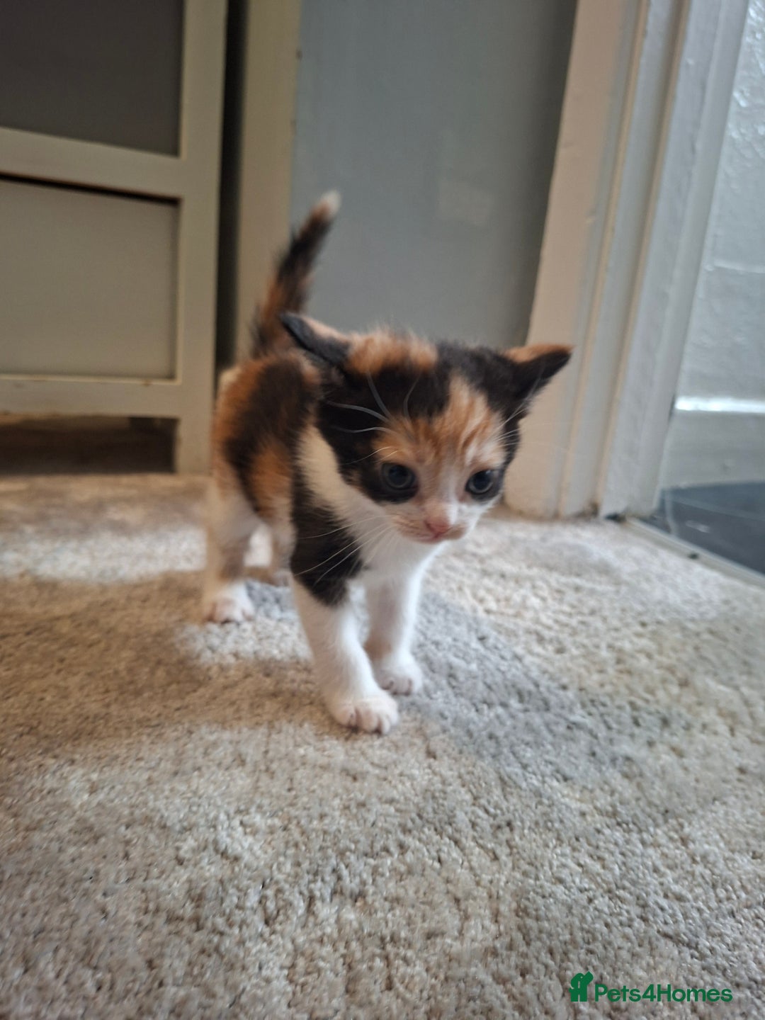 Maine Coon cats for sale: Maine coon cross  - Image 6