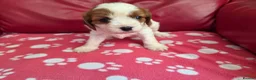 Mixed Breed dogs for sale: Cavapoo f1b - Advert 14