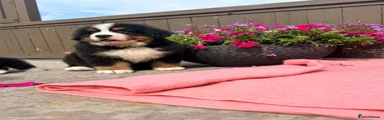 Bernese Mountain Dog 1