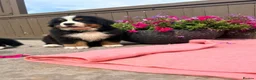 Bernese Mountain Dog dogs for sale: Kc bernese mountain puppies  - Advert 12