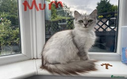 Persian cats for sale: Persian Kitten  - Image 3