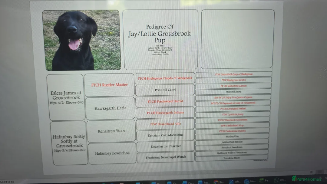 Labrador Retriever dogs for sale: Beautiful natured working Labradors  - Advert 1