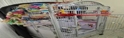 Parrots birds for sale: African grey parrot  - Advert 4