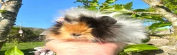 Guinea Pig rodents for sale: Guinea Pig Looking for their forever homes  - Advert 8