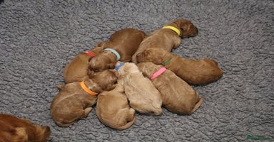 Cockapoo dogs - Advert 5