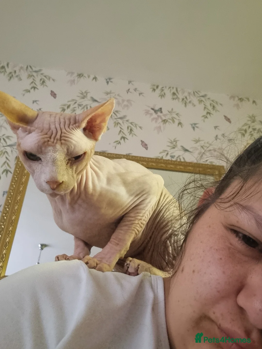 Sphynx cats for stud: Beautiful strong sphynx boy in Dewsbury - Advert 7