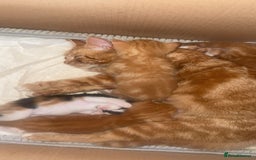 Domestic Shorthair cats for sale: 5 Beautiful fluffy Kittens - Image 18