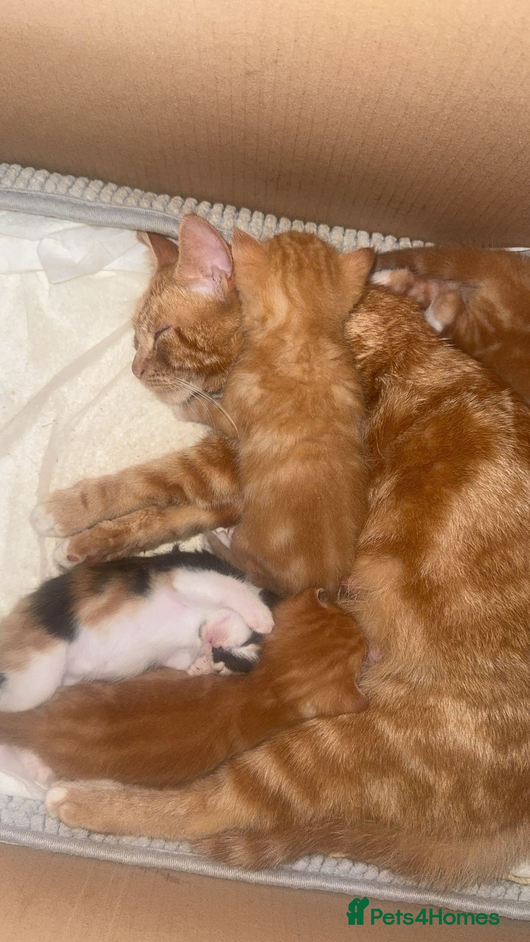 Domestic Shorthair cats for sale: 5 Beautiful fluffy Kittens - Image 18