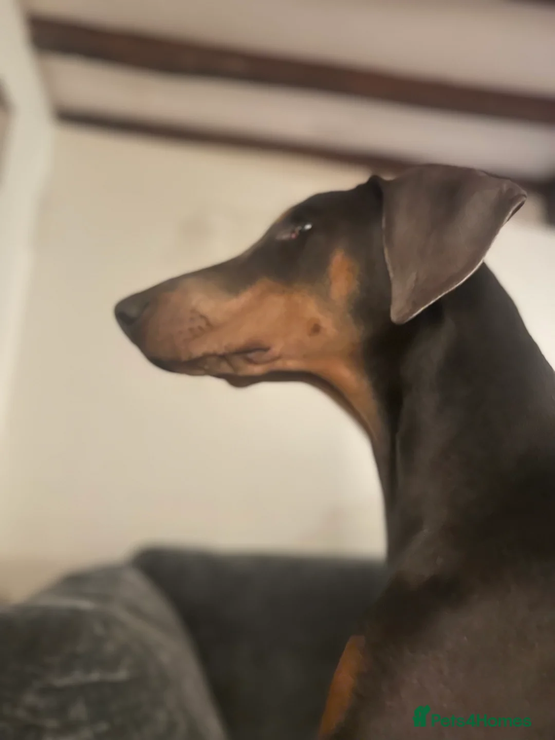 Dobermann dogs for sale: Blue Female Dobermann 7 Months Old - Advert 2