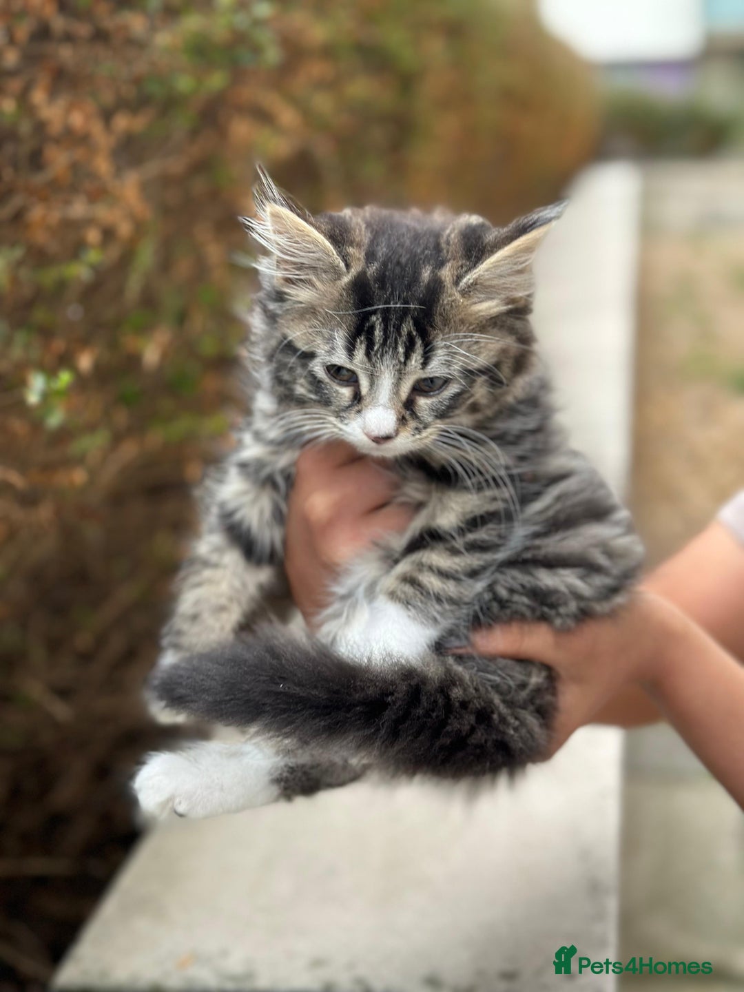 Mixed Breed cats for sale: Fluffy cute kittens available  - Image 5