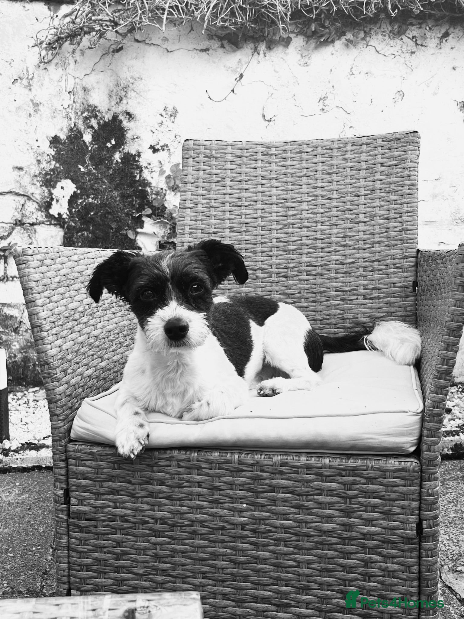 Mixed Breed dogs Jack Russel terrior  - Advert 2