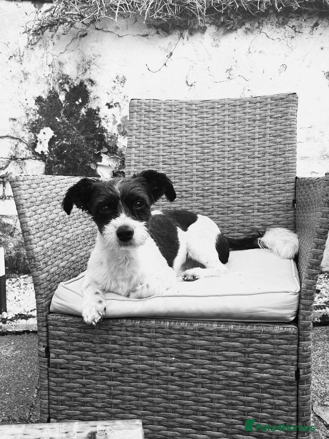 Mixed Breed dogs for stud: Jack Russel terrior  - Advert 2