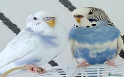 Budgerigars birds for sale: Male & female budgies (selling together) - Image 1
