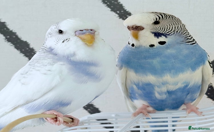 Budgerigars birds - Advert 3