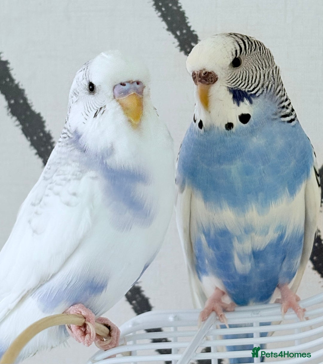 Budgerigars birds for sale: Male & female budgies (selling together) - Image 1