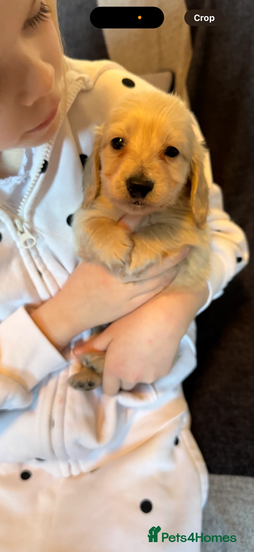 Miniature Dachshund dogs for sale: Miniature long haired cream dachshund puppies  - Advert 8
