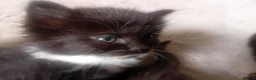 Persian cats for sale:  8 Persian kittens, Blue, Black and Black & White. - Advert 24