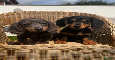 Miniature Dachshund dogs - Advert 9