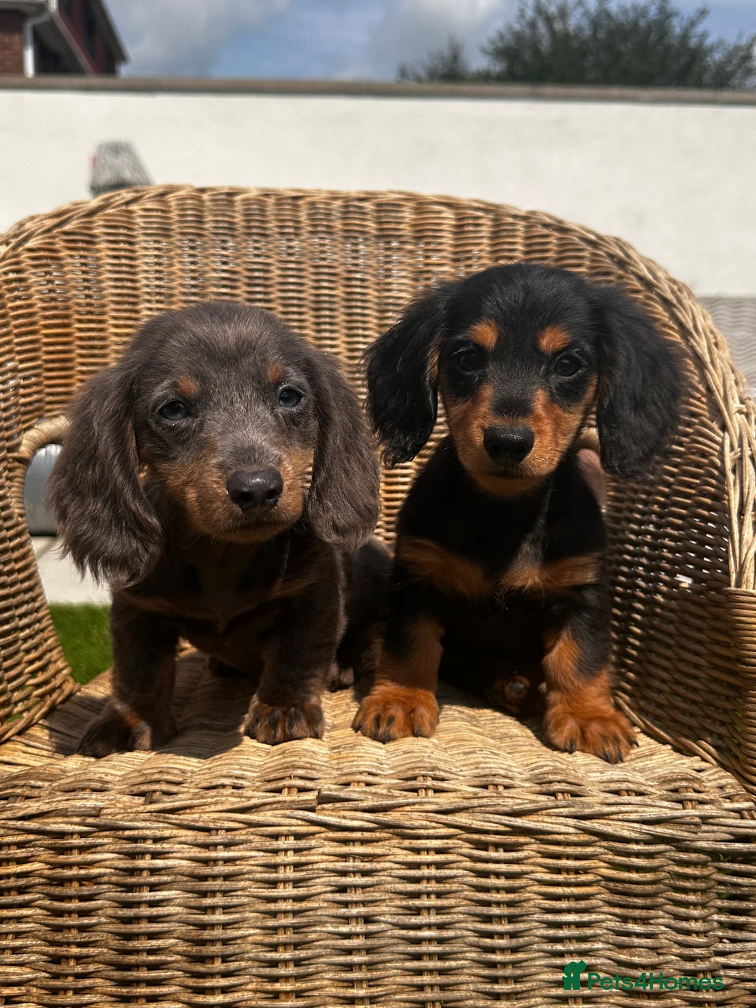 Miniature Dachshund dogs for sale: READY NOW 🤍MINIATURE LONG HAIR DACHSHUNDS  - Image 2