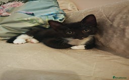 Mixed Breed cats for sale: Four Gorgeous Tuxedo & Tabby Kittens  - Image 4
