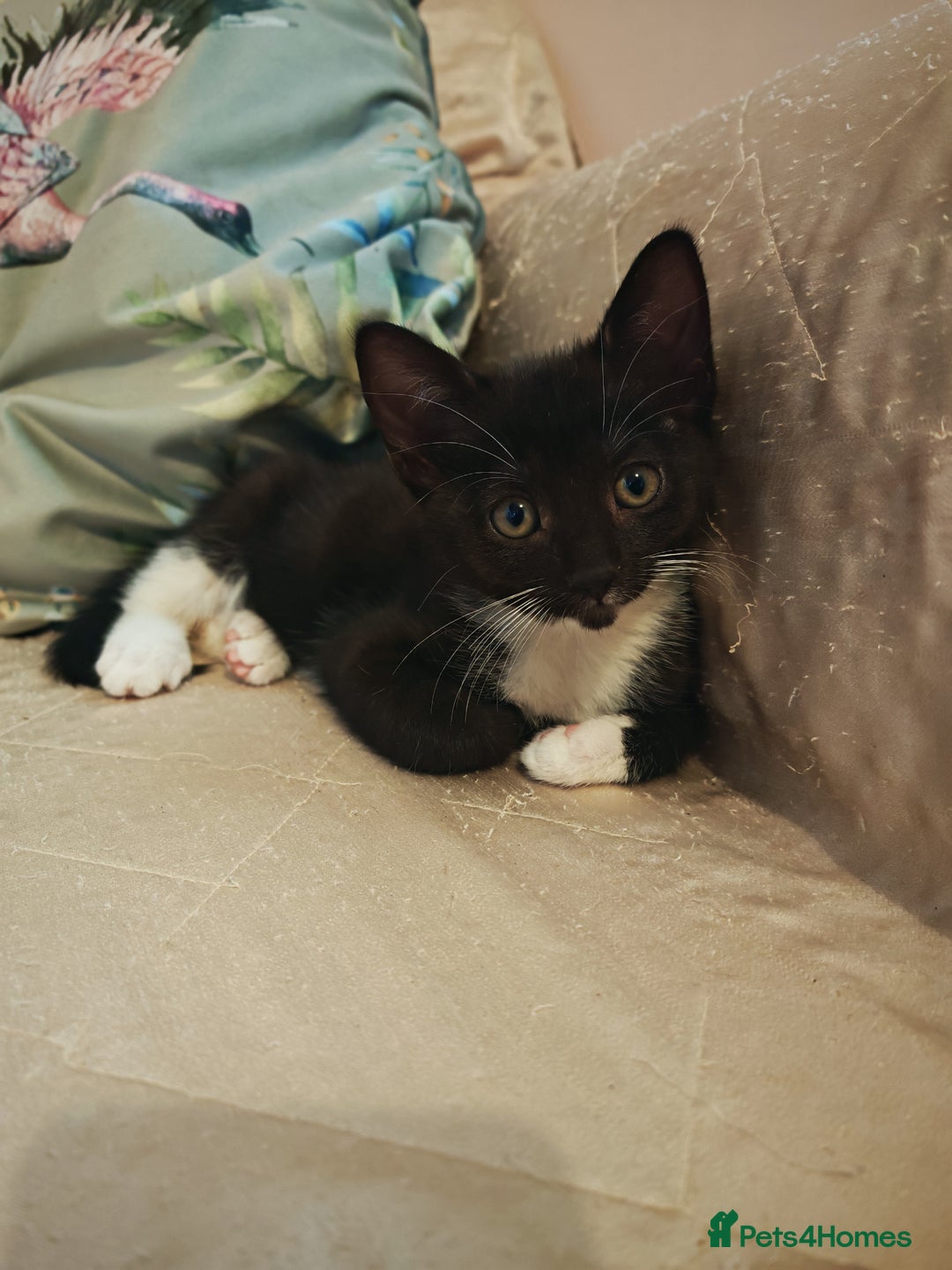 Mixed Breed cats for sale: Four Gorgeous Tuxedo & Tabby Kittens  - Image 4