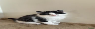 British Longhair Kitten 2