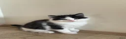 British Longhair cats for sale: 3 adorable kittens ready to go in Hornchurch - Advert 10