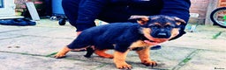 German Shepherd dogs for sale: German Shepherd Puppies for Sale — Only 4 Left! - Advert 5