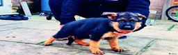 German Shepherd dogs for sale: German Shepherd Puppies for Sale — Only 3 Left! - Advert 5