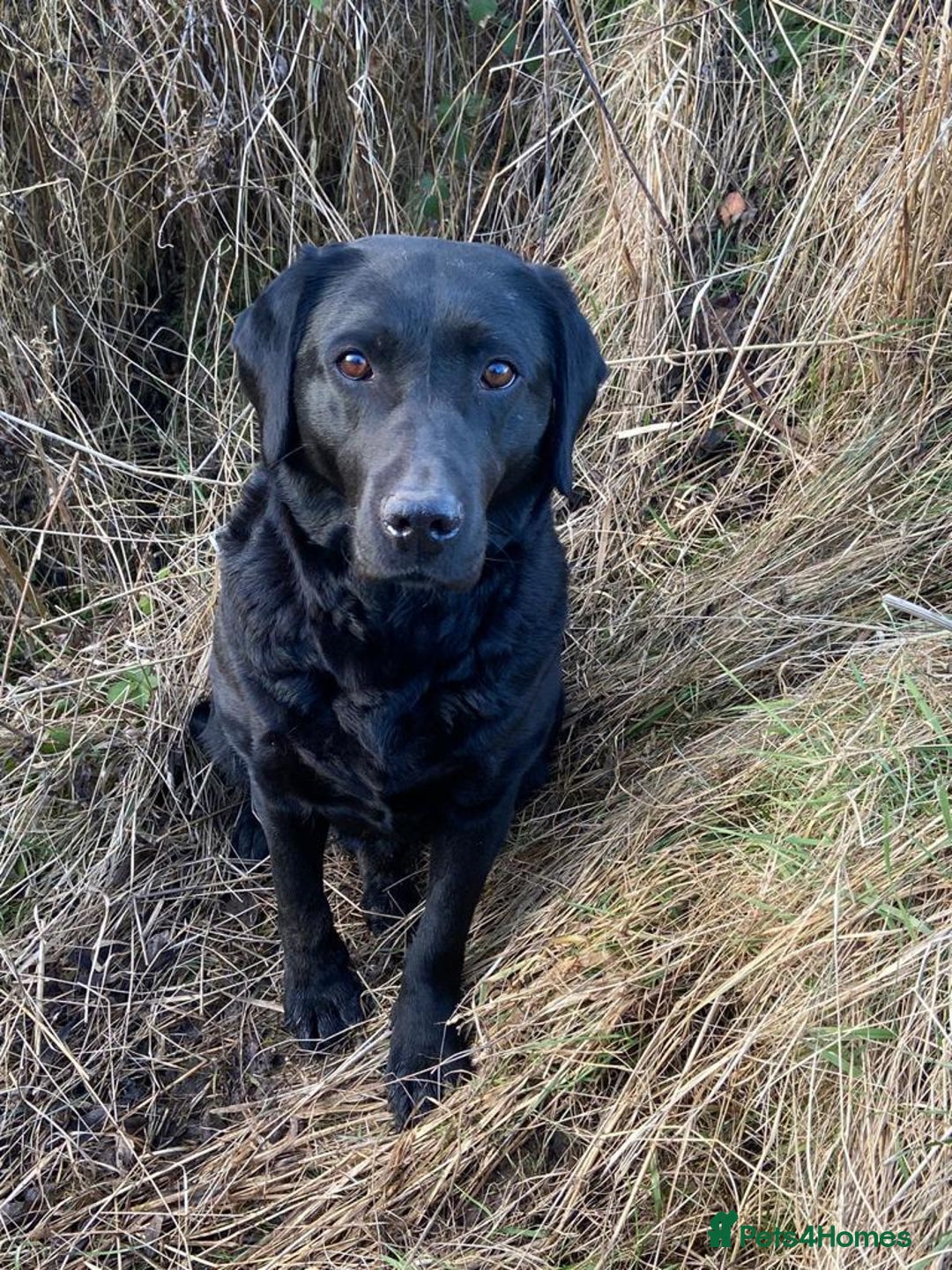 Labrador Retriever dogs for sale: “Betty” black lab - Advert 4
